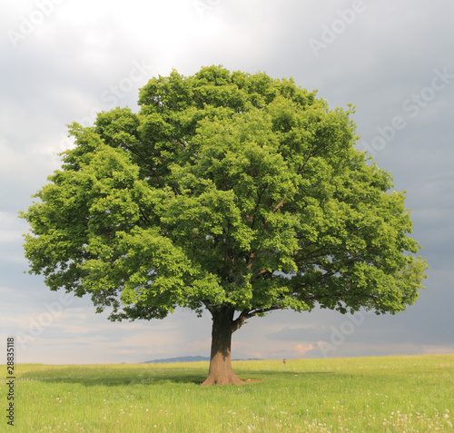 Fotografia oak tree