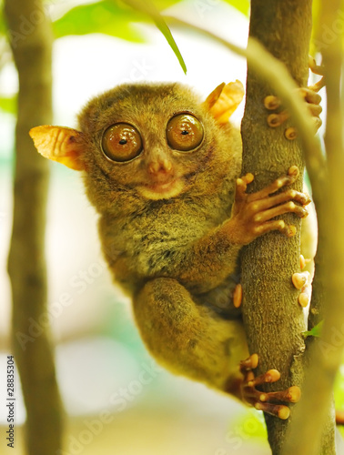 Photography Tarsier