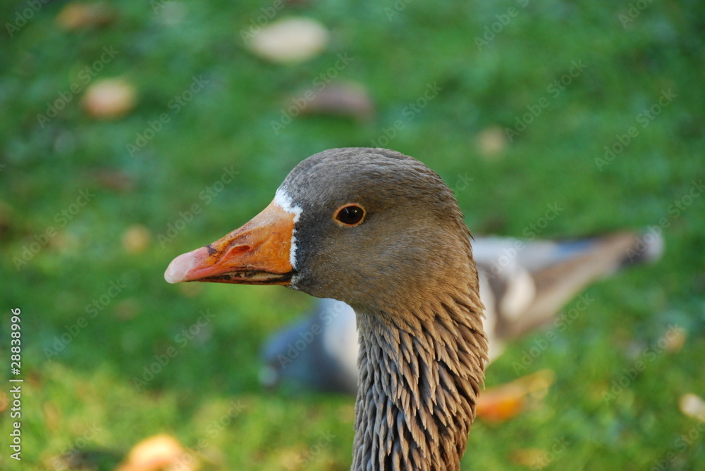 Closeup of graylag goose with orange beak on green meadow Closeup of graylag goose with orange beak on green meadow