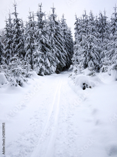 Snowy forest and cross-country ski trail