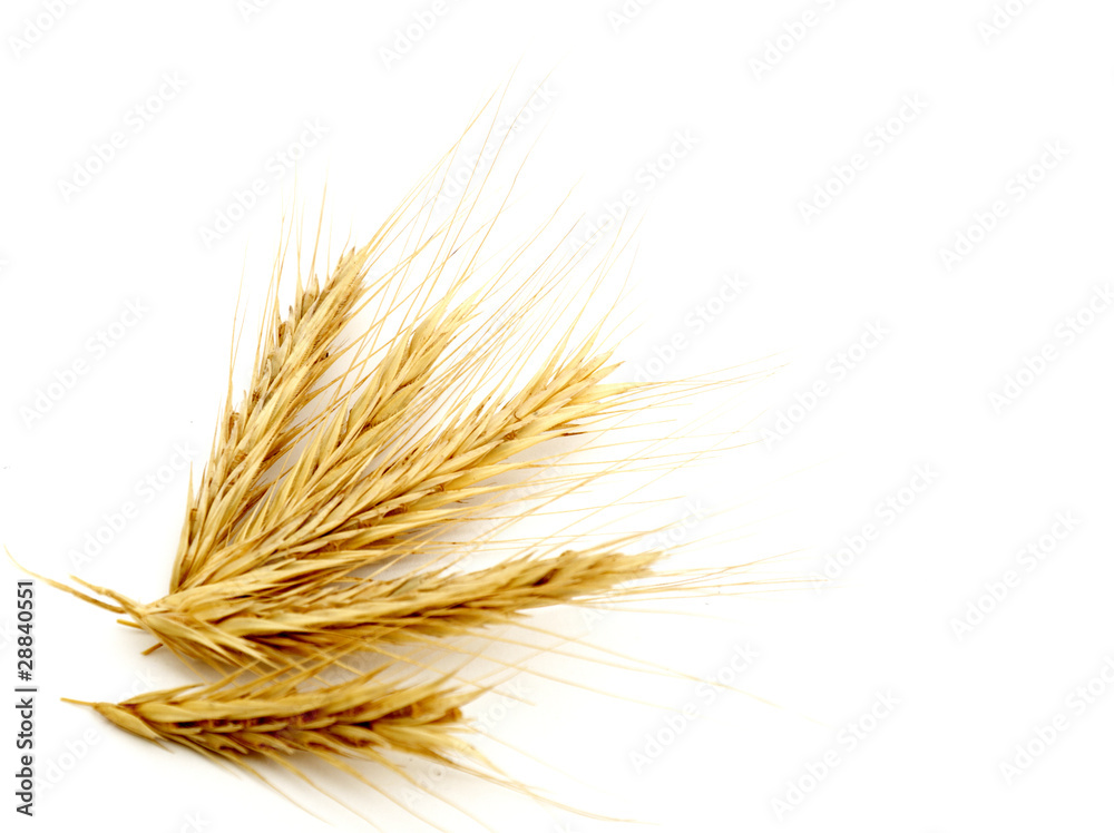 Background with wheat Background with wheat