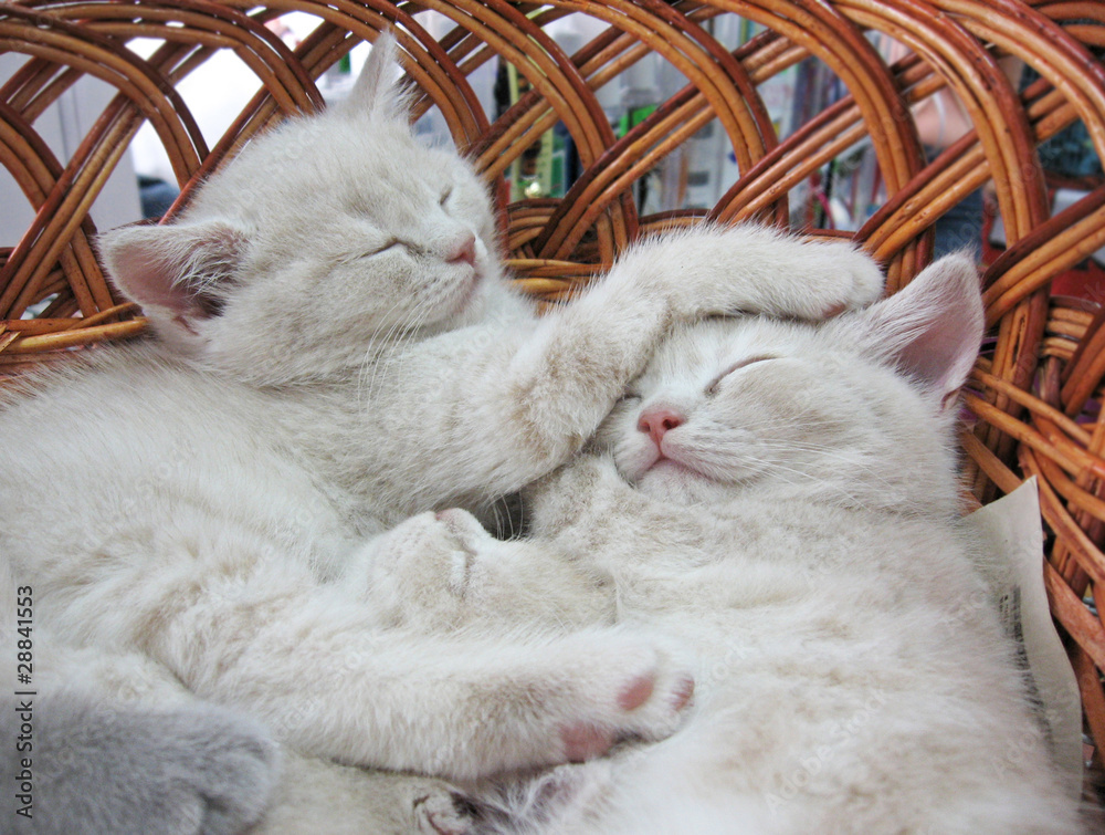 Gray kitten sleeping in basket
