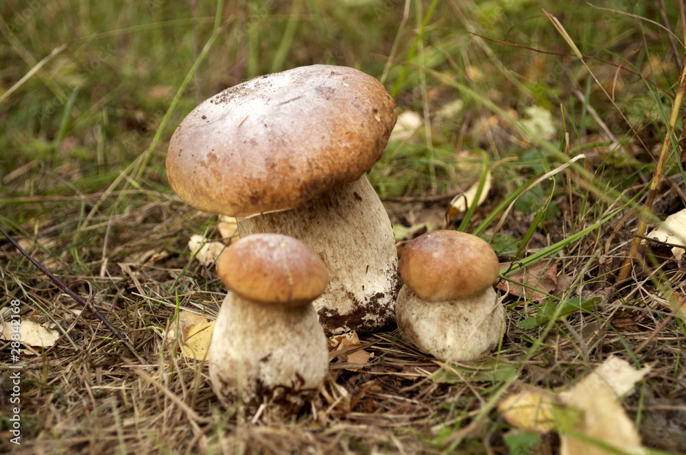 King bolete King bolete