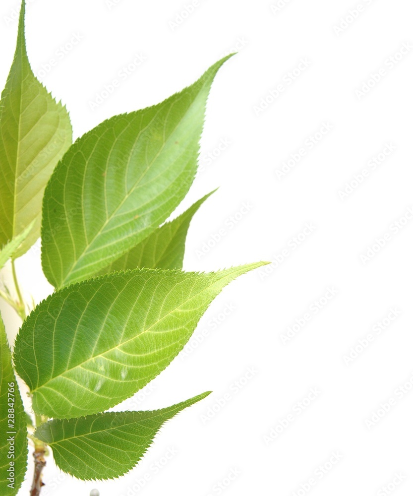 Obraz premium 葉