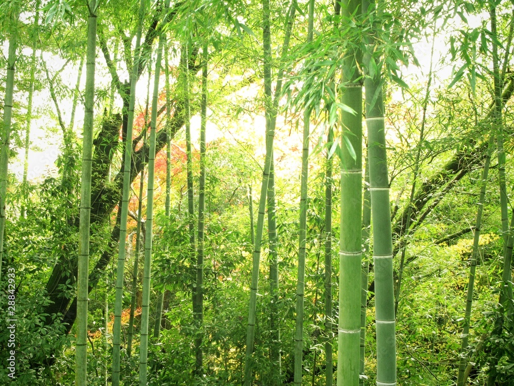 Obraz Las bambusowy