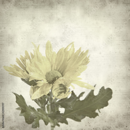 textured old paper background with chrysanthemum