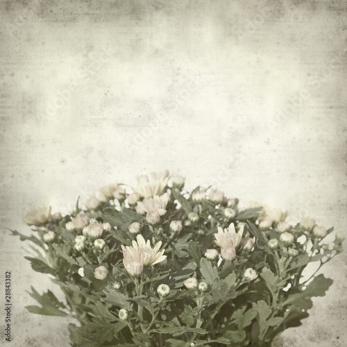 textured old paper background with chrysanthemum