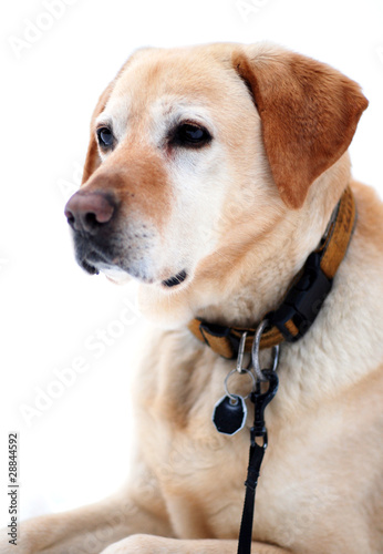 Portrait Labrador Retriever © Sinuswelle