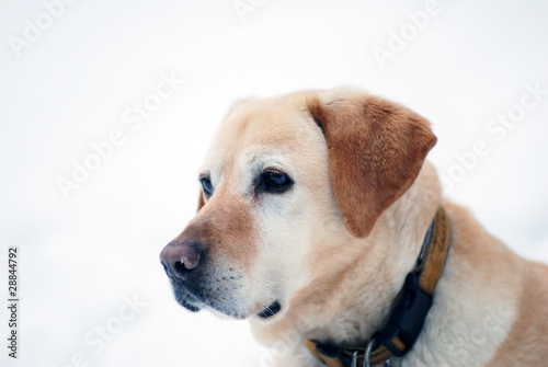 golden Retriever Portrait