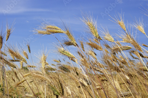 Ripe ear of rye in the sunny day