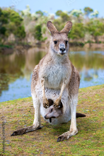 female kangaroo with a joey in her pouch