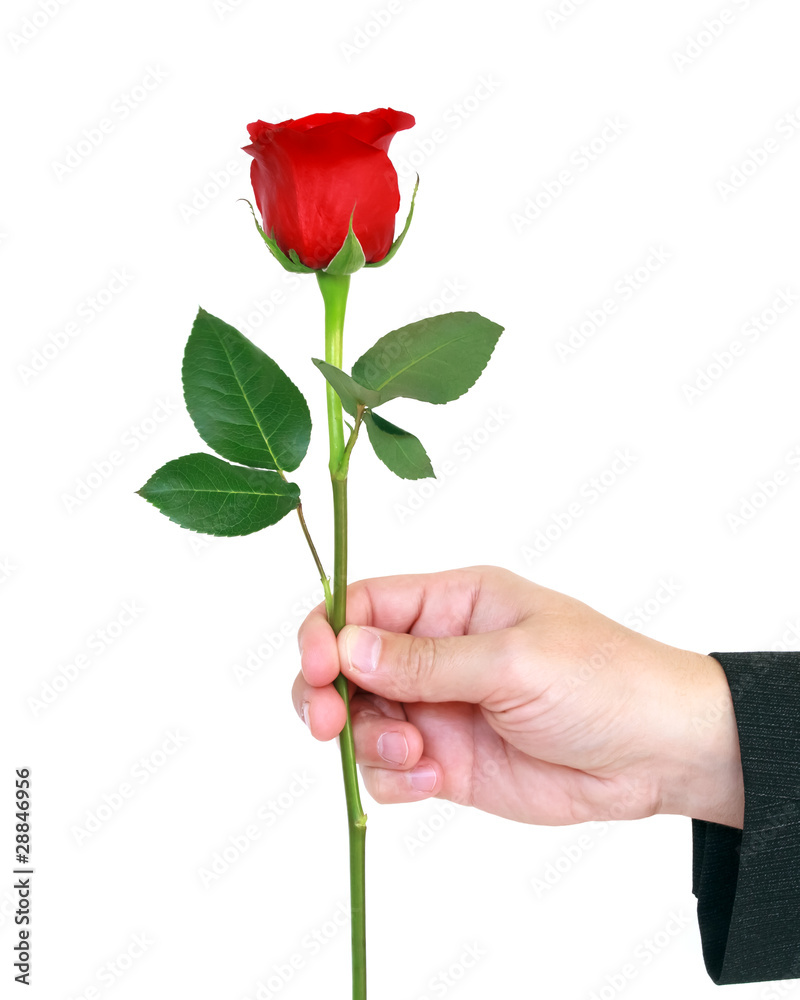 Obraz premium red rose in male hand