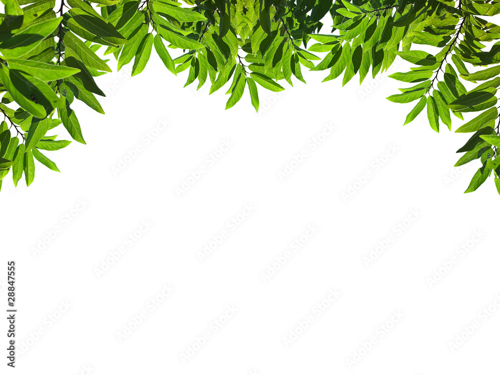 Green leafs Green leafs