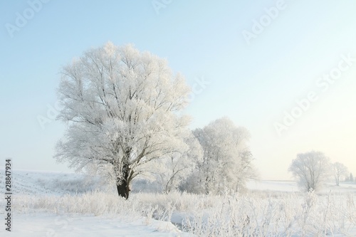 Frosty winter tree in the field in a cloudless morning