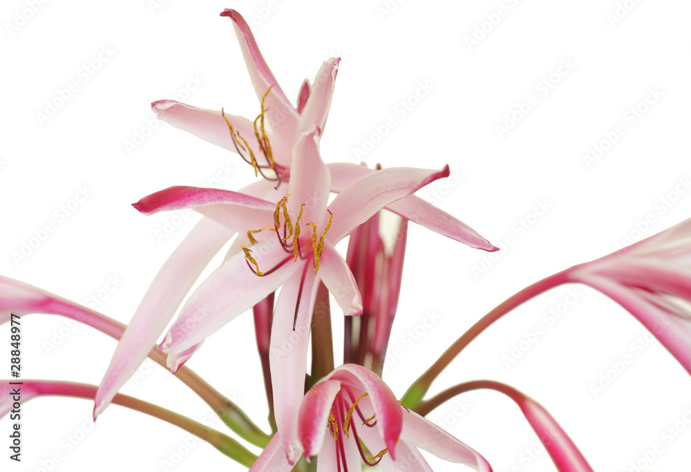 Naklejka premium Stamens of Giant spider lily