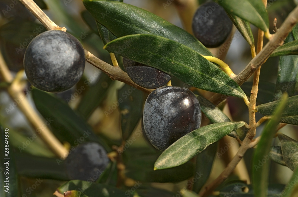 Olives Olives