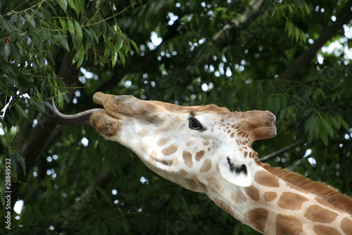 Photography Giraffe feeding