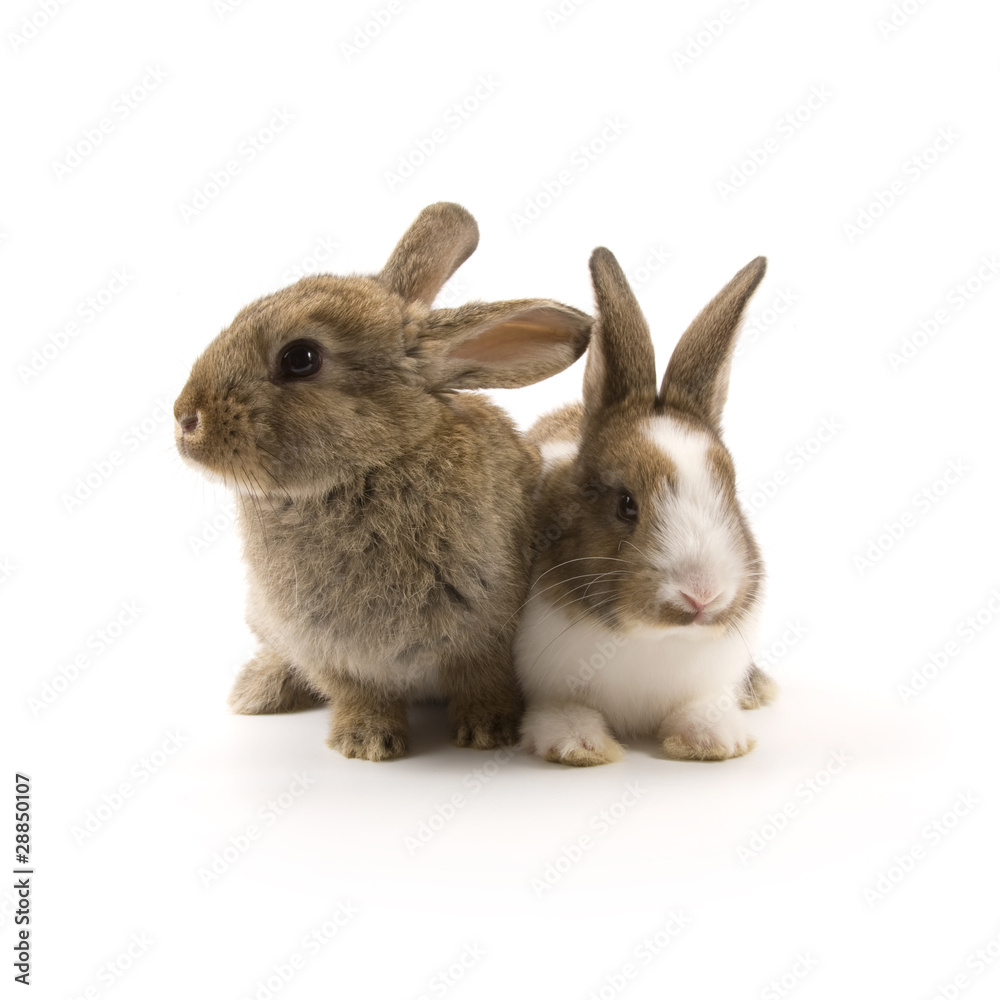 Two adorable rabbits