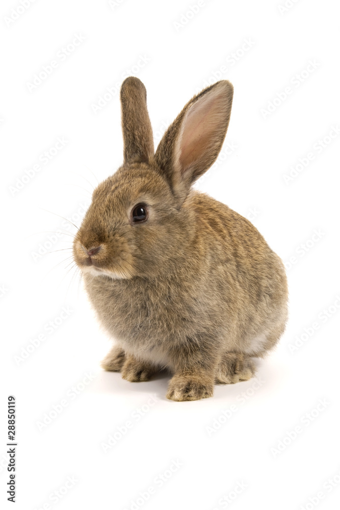 Adorable rabbit isolated on white