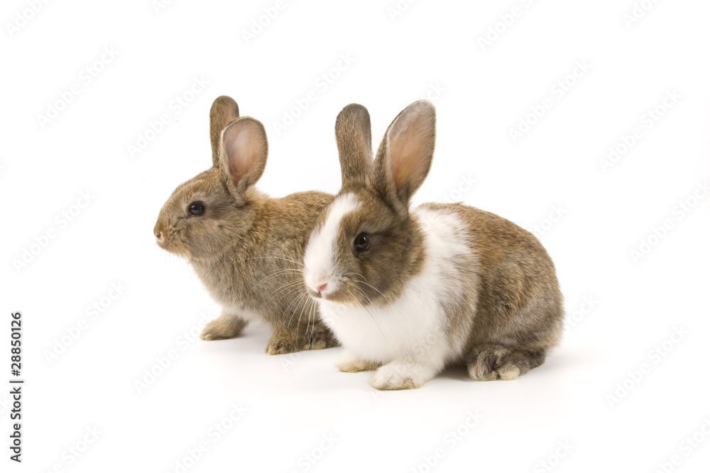 Fototapeta premium Two adorable rabbits