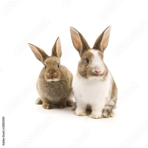 Two adorable rabbits © Stefan Andronache