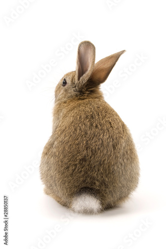 Adorable rabbit isolated on white