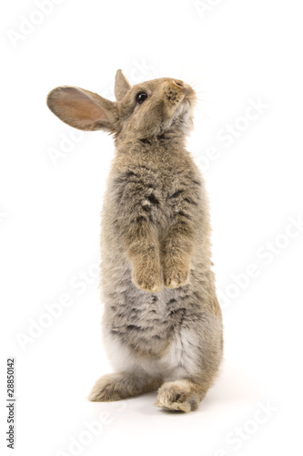 Fototapeta Naklejka Na Ścianę i Meble -  Adorable rabbit isolated on white