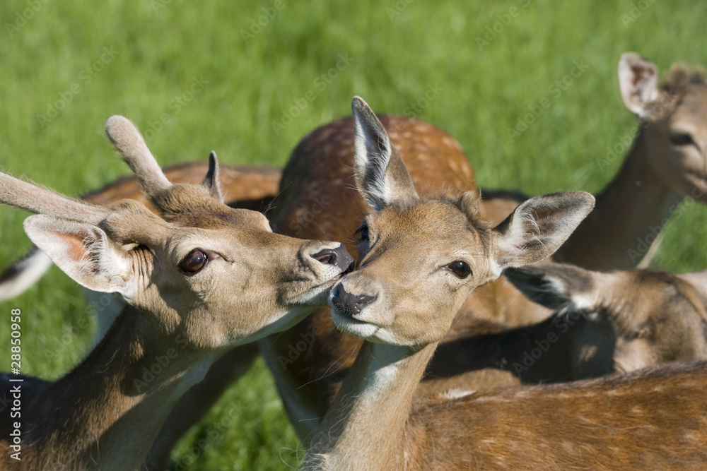 rehe im gras rehe im gras