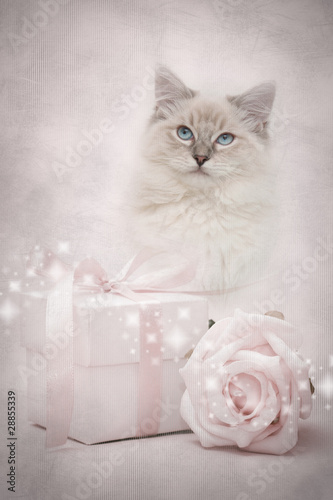 Pink ragdoll kitten and gift