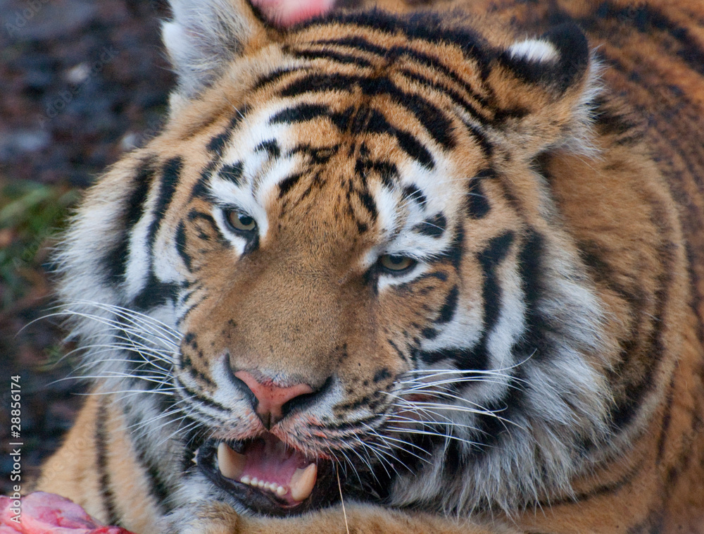 Fototapeta premium Tygrys