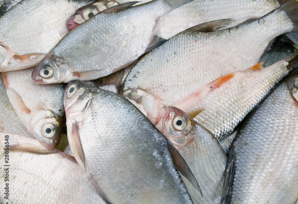 Obraz premium Fresh fish background