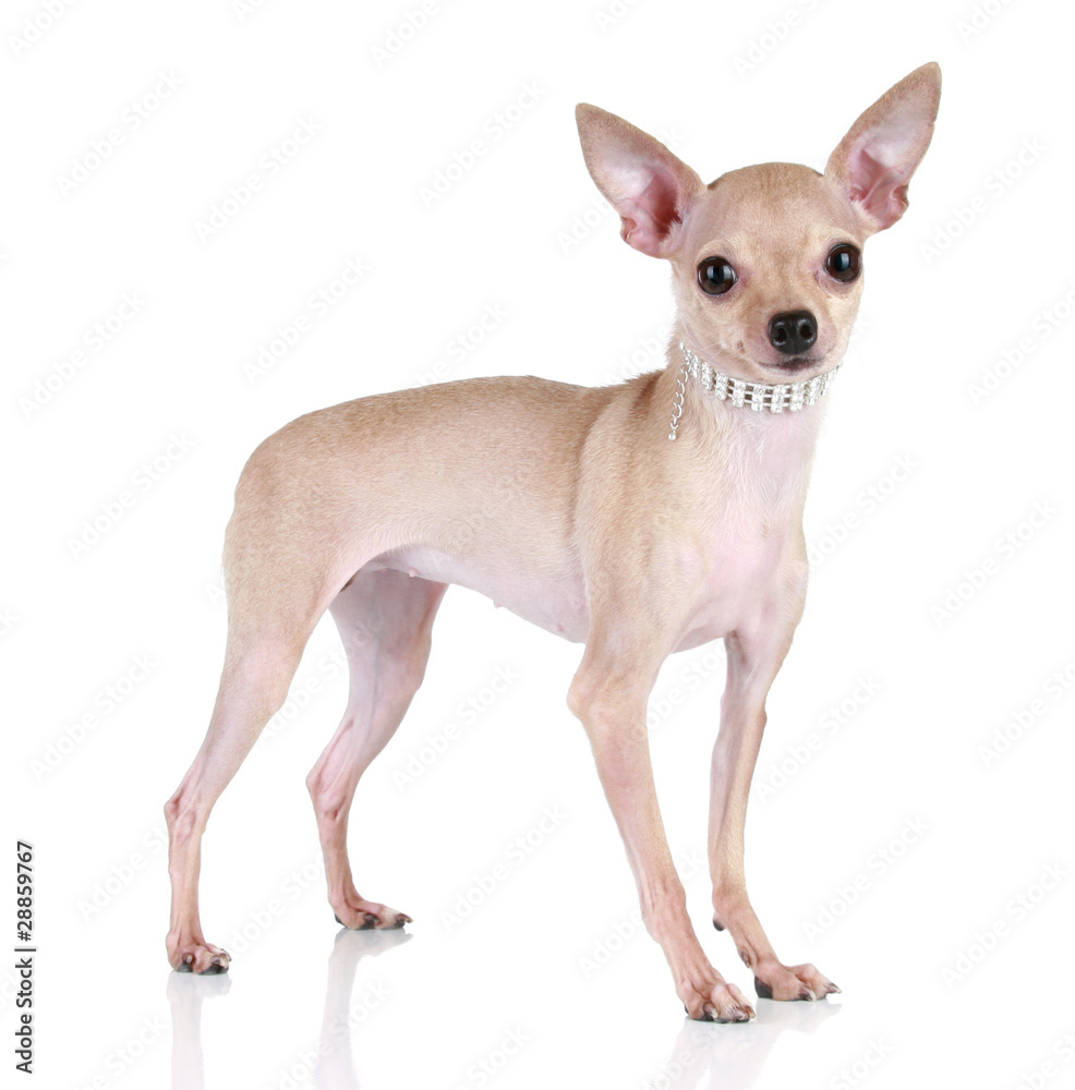 Toy terrier puppy on a white background