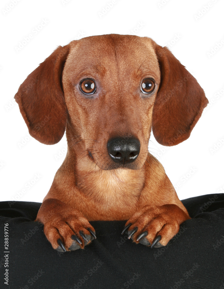 Dachshund puppy close-up portrait