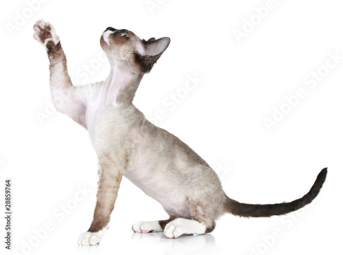 Devon Rex pulls paw upward on a white background © jagodka