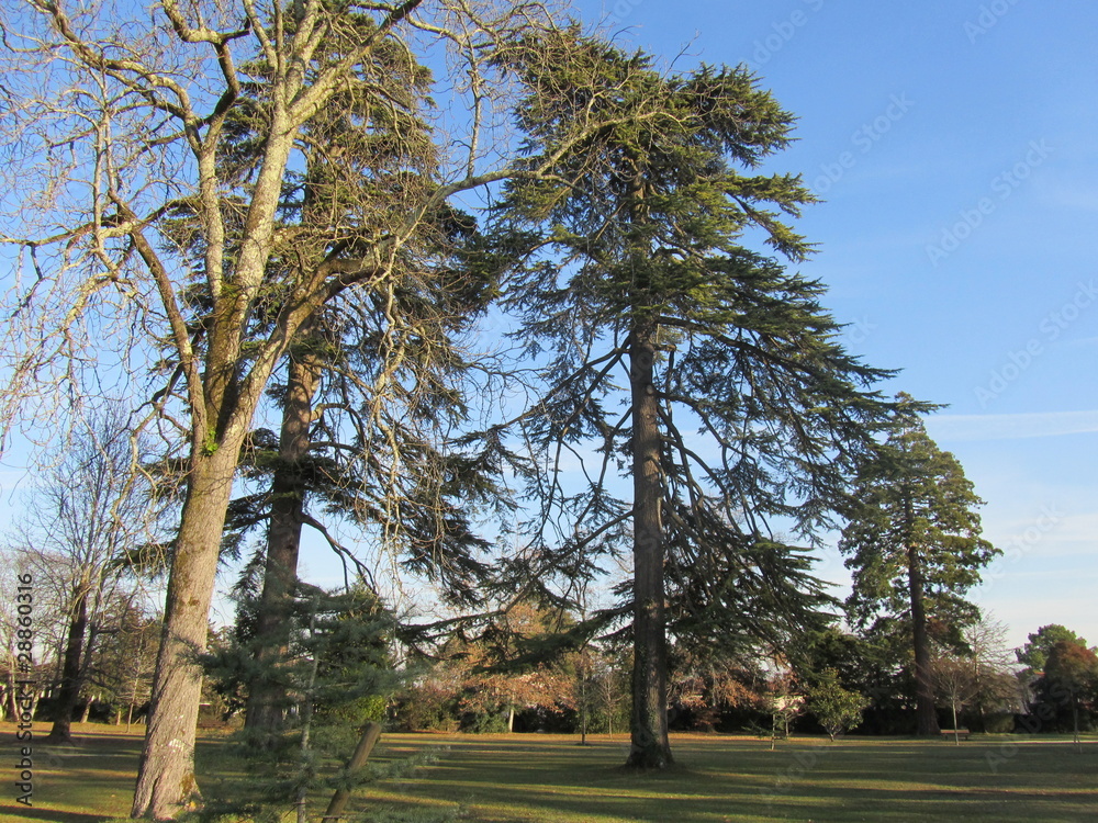Obraz premium Arbres dans parc de Gradignan Aquitaine