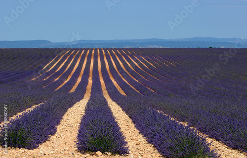 Lavande (plateau de Valensole, provence)