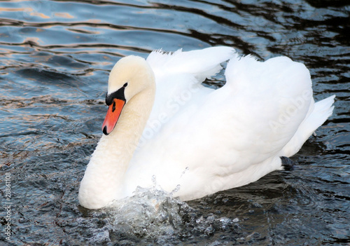 White Swan Floating On Blue Waters photo