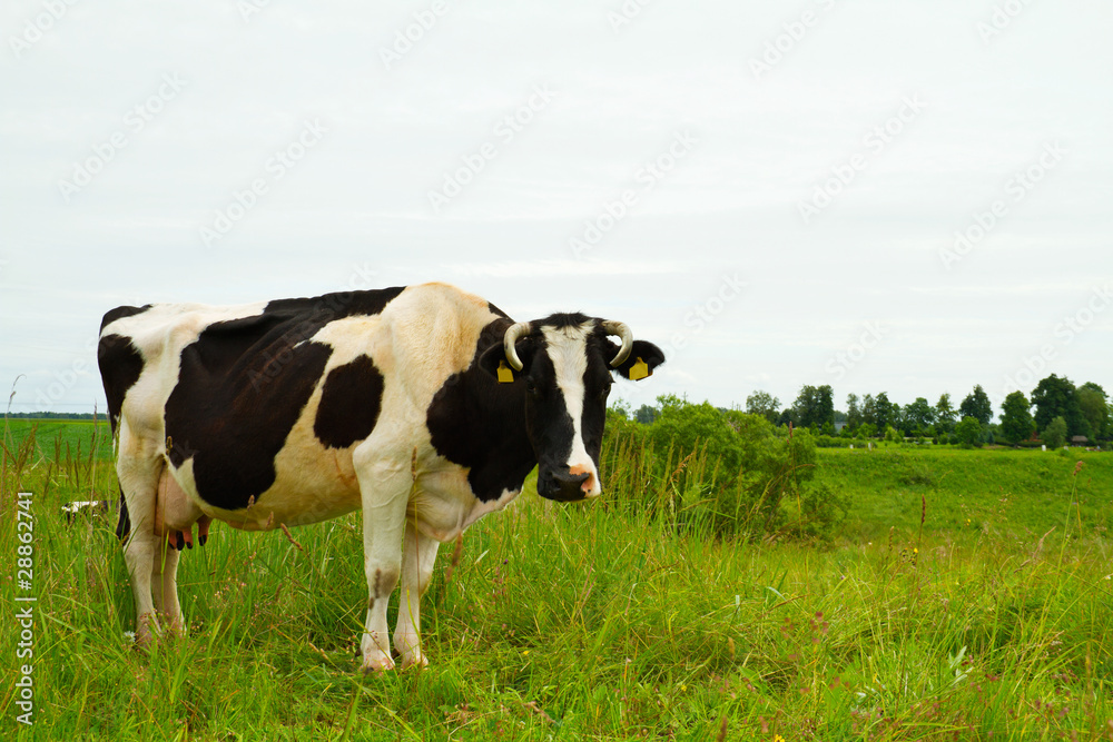 cow in the meadow cow in the meadow