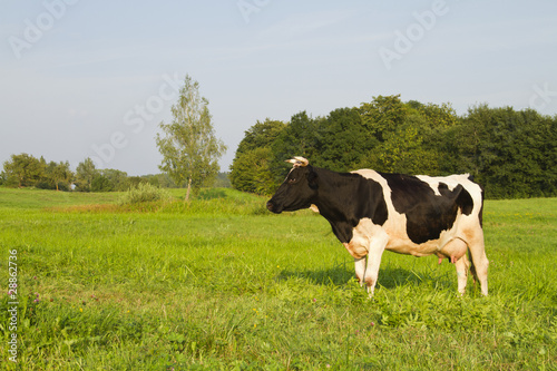 cow in the meadow © Aleksas Kvedoras