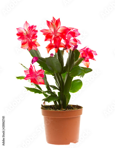 Fototapeta Naklejka Na Ścianę i Meble -  schlumbergera, isolated