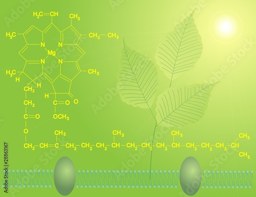 Chlorophyll a