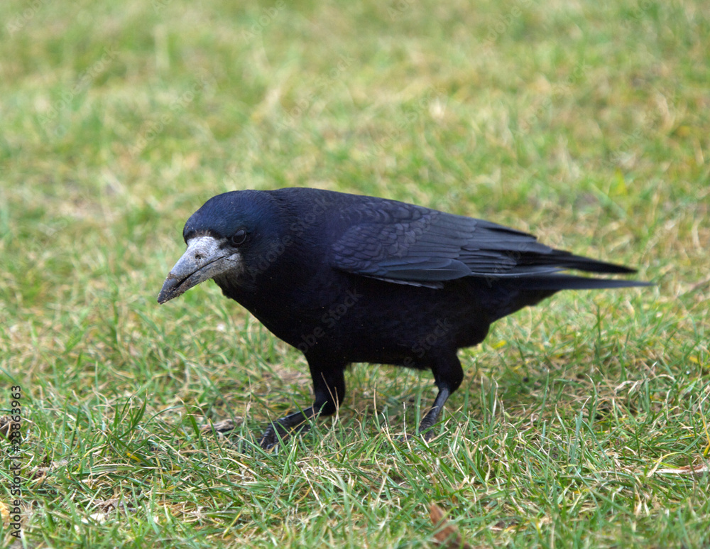 Obraz premium Raven