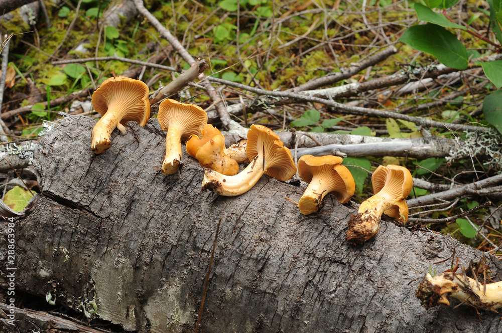 Cantharellus cibarius Cantharellus cibarius