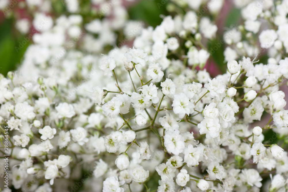Small white flowers Small white flowers