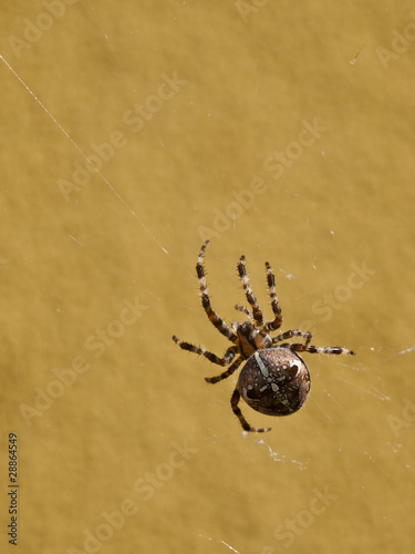crusader spider © klagyivik