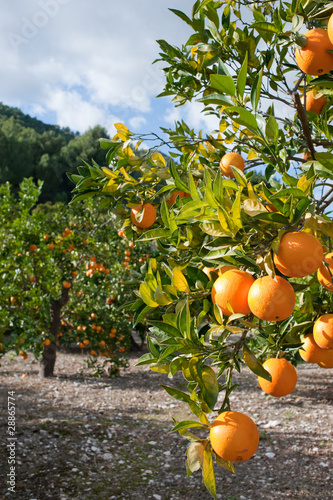 Orange tree