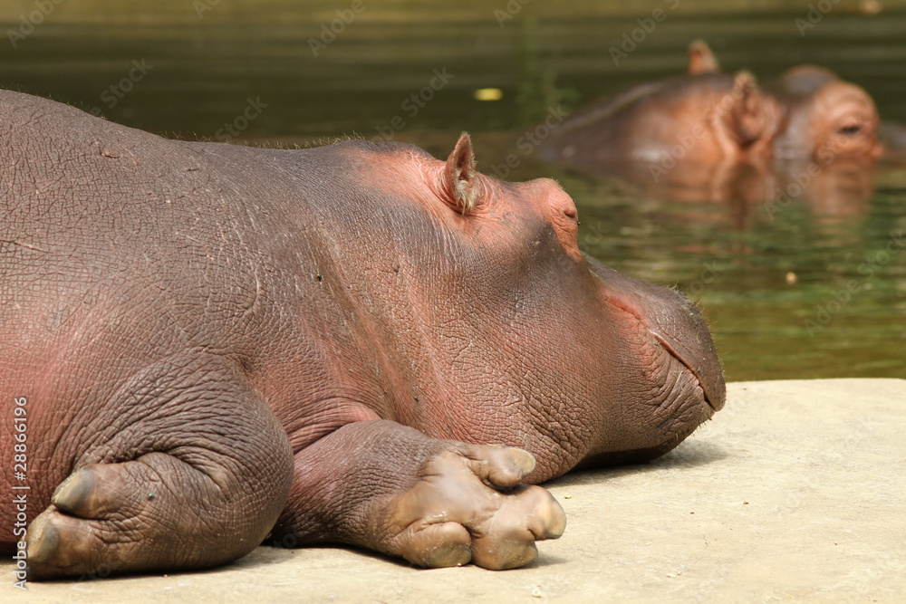 Hippo sleeping Hippo sleeping