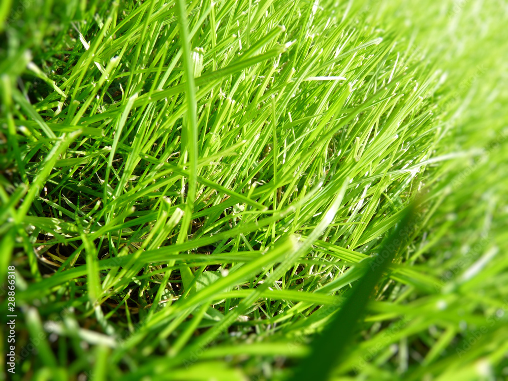 grüner Rasen, green meadow StockFoto Adobe Stock