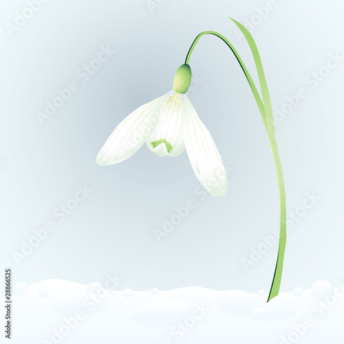 First spring flower / Snowdrop