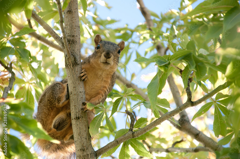 Rodent In Tree